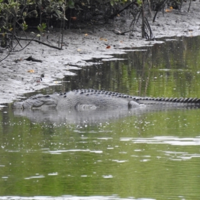 Crocodylus porosus (Saltwater Crocodile, Estuarine Crocodile) at Mowbray, QLD - 6 Aug 2022 by GlossyGal