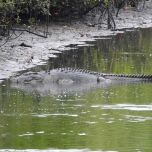 Crocodylus porosus at Mowbray, QLD - 7 Aug 2022