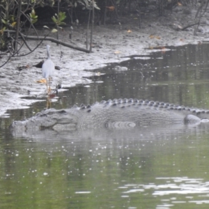 Crocodylus porosus at Mowbray, QLD - 7 Aug 2022 07:54 AM