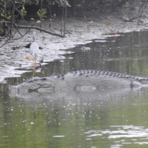 Crocodylus porosus at Mowbray, QLD - 7 Aug 2022