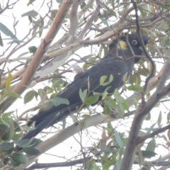 Zanda funerea (Yellow-tailed Black-Cockatoo) at Pollinator-friendly garden Conder - 3 Aug 2022 by michaelb