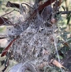 Unidentified Spider (Araneae) (TBC) at Jerrabomberra, NSW - 6 Aug 2022 by Mavis