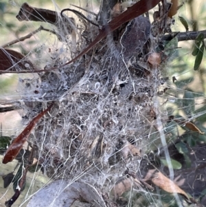 Unidentified Spider (Araneae) (TBC) at suppressed by Mavis