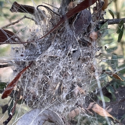 Unidentified Spider (Araneae) at Jerrabomberra, NSW - 6 Aug 2022 by Mavis