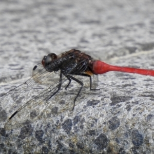 Orthetrum villosovittatum at Oak Beach, QLD - 3 Aug 2022