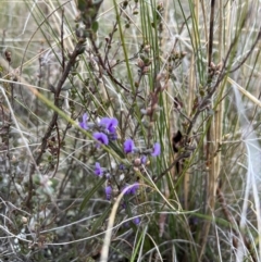 Hovea heterophylla (Common Hovea) at Bango, NSW - 6 Aug 2022 by Timberpaddock