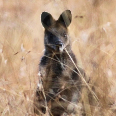 Wallabia bicolor (Swamp Wallaby) at West Wodonga, VIC - 7 Aug 2022 by KylieWaldon