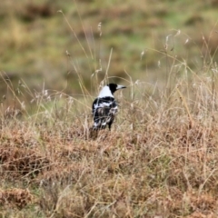 Gymnorhina tibicen (Australian Magpie) at Felltimber Creek NCR - 6 Aug 2022 by KylieWaldon