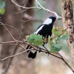 Gymnorhina tibicen at West Wodonga, VIC - 7 Aug 2022