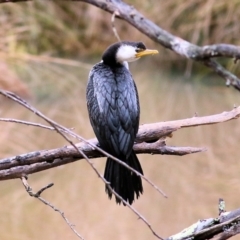 Microcarbo melanoleucos (Little Pied Cormorant) at Wodonga - 6 Aug 2022 by KylieWaldon