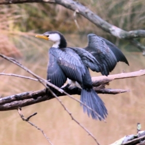 Microcarbo melanoleucos at West Wodonga, VIC - 7 Aug 2022