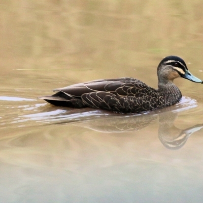 Anas superciliosa (Pacific Black Duck) at Wodonga - 6 Aug 2022 by KylieWaldon
