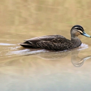 Anas superciliosa (Pacific Black Duck) at suppressed by KylieWaldon