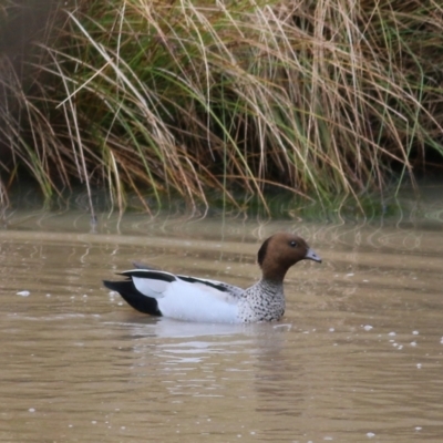 Chenonetta jubata (Australian Wood Duck) at West Wodonga, VIC - 7 Aug 2022 by KylieWaldon