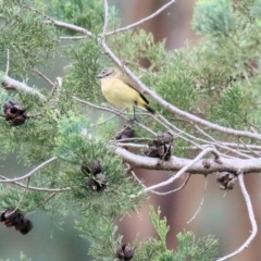 Acanthiza chrysorrhoa (Yellow-rumped Thornbill) at Felltimber Creek NCR - 6 Aug 2022 by KylieWaldon