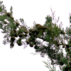 Acanthiza pusilla (Brown Thornbill) at Felltimber Creek NCR - 6 Aug 2022 by KylieWaldon