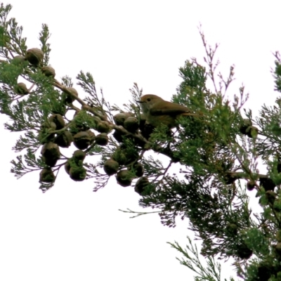 Acanthiza pusilla (Brown Thornbill) at West Wodonga, VIC - 7 Aug 2022 by KylieWaldon