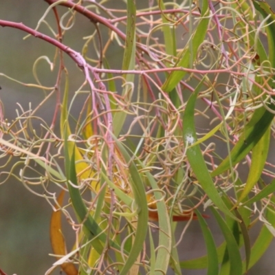 Acacia implexa (Hickory Wattle, Lightwood) at Felltimber Creek NCR - 6 Aug 2022 by KylieWaldon