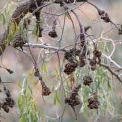 Acacia implexa (Hickory Wattle, Lightwood) at West Wodonga, VIC - 6 Aug 2022 by KylieWaldon