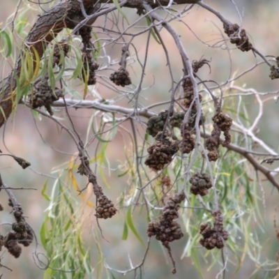 Acacia implexa (Hickory Wattle, Lightwood) at Felltimber Creek NCR - 6 Aug 2022 by KylieWaldon