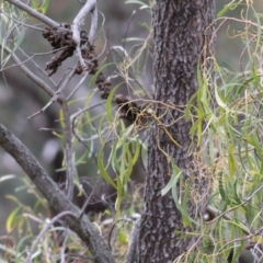Acacia implexa at West Wodonga, VIC - 7 Aug 2022 09:42 AM