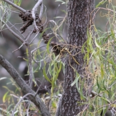 Acacia implexa at West Wodonga, VIC - 7 Aug 2022