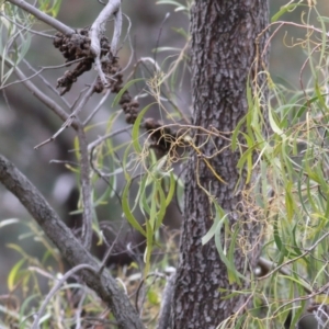 Acacia implexa at West Wodonga, VIC - 7 Aug 2022 09:42 AM