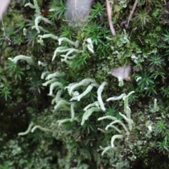 Thamnolia sp. at Felltimber Creek NCR - 6 Aug 2022 by KylieWaldon