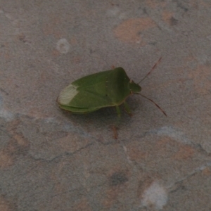 Unidentified Insect (TBC) at suppressed by SamC_