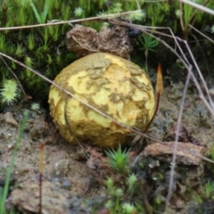 Unidentified Puffball & the like at West Wodonga, VIC - 6 Aug 2022 by KylieWaldon