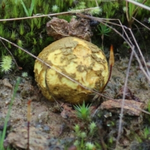 Unidentified Puffball & the like (TBC) at suppressed by KylieWaldon