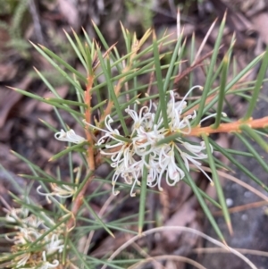 Hakea decurrens at Molonglo Valley, ACT - 7 Aug 2022