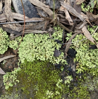 Heterodea sp. (A lichen) at Molonglo Valley, ACT - 7 Aug 2022 by Jenny54