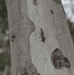 Plecoptera sp. (order) (Unidentified Stone fly) at Higgins Woodland - 31 Jul 2022 by Nepenthe