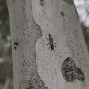 Plecoptera sp. (order) at Higgins, ACT - 31 Jul 2022