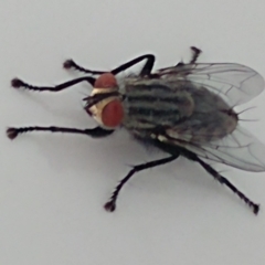 Unidentified Other true fly (TBC) at Hawker, ACT - 7 Aug 2022 by sangio7