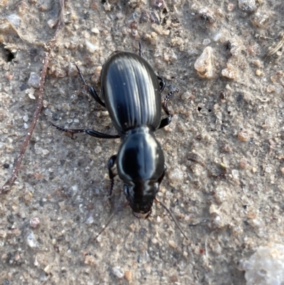 Promecoderus sp. (genus) (Predaceous ground beetle) at Rendezvous Creek, ACT - 7 Aug 2022 by Mavis
