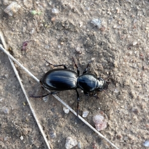 Promecoderus sp. (genus) at Rendezvous Creek, ACT - 7 Aug 2022