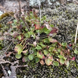 Rumex acetosella at Rendezvous Creek, ACT - 7 Aug 2022