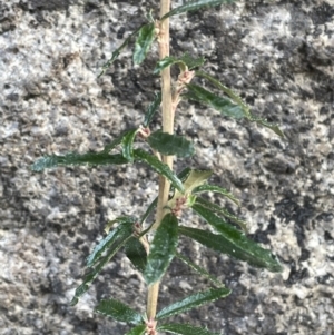 Olearia erubescens at Rendezvous Creek, ACT - 7 Aug 2022