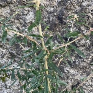 Olearia erubescens at Rendezvous Creek, ACT - 7 Aug 2022 01:48 PM