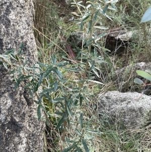 Olearia erubescens at Rendezvous Creek, ACT - 7 Aug 2022