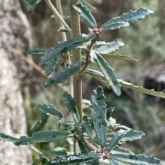 Olearia erubescens at Rendezvous Creek, ACT - 7 Aug 2022 01:48 PM