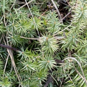 Acrotriche serrulata at Rendezvous Creek, ACT - 7 Aug 2022