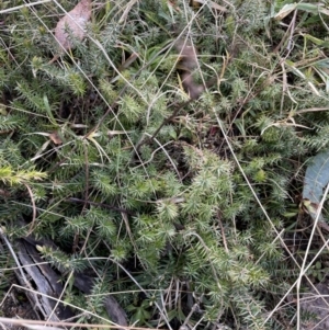 Acrotriche serrulata at Rendezvous Creek, ACT - 7 Aug 2022