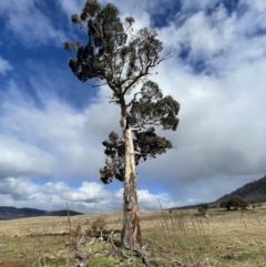Eucalyptus dalrympleana subsp. dalrympleana (Mountain Gum) at Rendezvous Creek, ACT - 7 Aug 2022 by Mavis