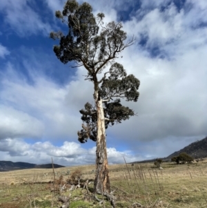 Eucalyptus dalrympleana subsp. dalrympleana at Rendezvous Creek, ACT - 7 Aug 2022