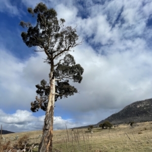 Eucalyptus dalrympleana subsp. dalrympleana at Namadgi National Park - 7 Aug 2022 01:25 PM