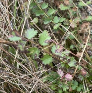 Sanguisorba minor at Rendezvous Creek, ACT - 7 Aug 2022