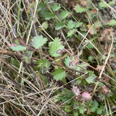 Sanguisorba minor (Salad Burnet, Sheep's Burnet) at Rendezvous Creek, ACT - 7 Aug 2022 by Mavis